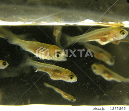 稚魚の金魚 1875866