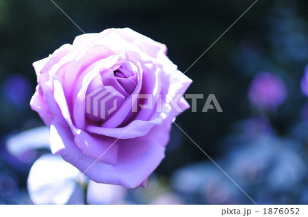 ブルームーン 1876052