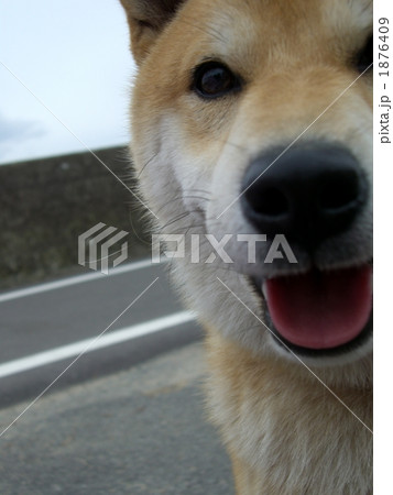 散歩の途中 1876409