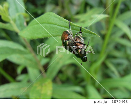 マメコガネ マメコガネ 1876448