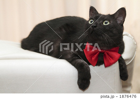 大きな赤いリボンの黒猫1の写真素材