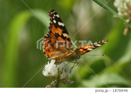 シロツメグサとヒメアカタテハ 1876646