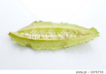 四角豆(ウリズン) 四角豆(ウリズン) 1876750