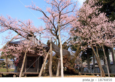 置賜さくら回廊・薬師桜 置賜さくら回廊・薬師桜 1876850
