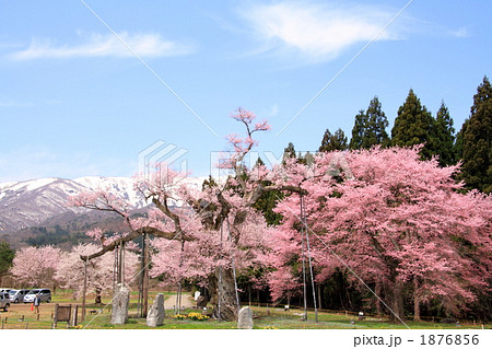 釜の越桜 1876856