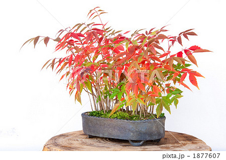 櫨紅葉 1877607