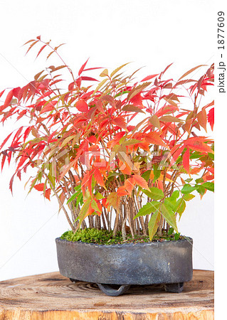 櫨紅葉 1877609