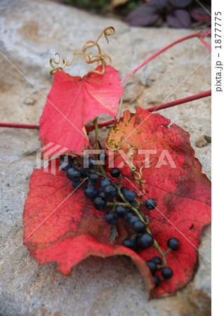 山葡萄 1877775