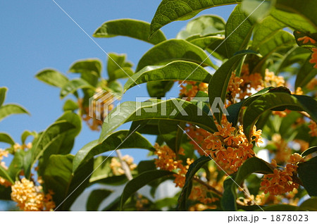 近所の金木犀 1878023