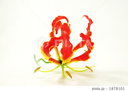 栄光の百合（Glory Lily) 1878101