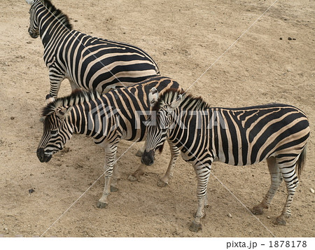 しまうまの親子 しまうまの親子 1878178