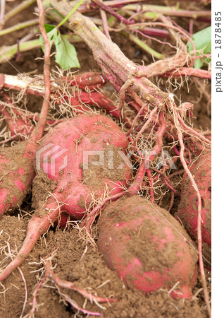 掘りたてのさつまいも 掘りたてのさつまいも 1878485