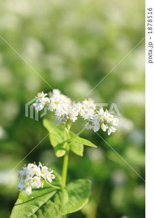 秋ソバの花 1878516