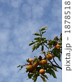 1878518