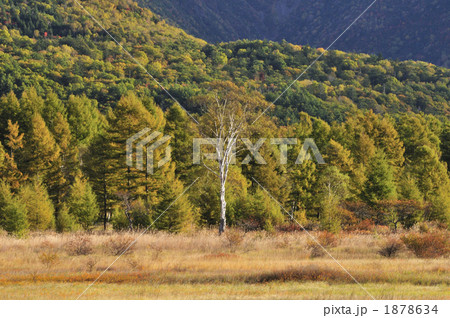 秋の小田代ヶ原２ 1878634