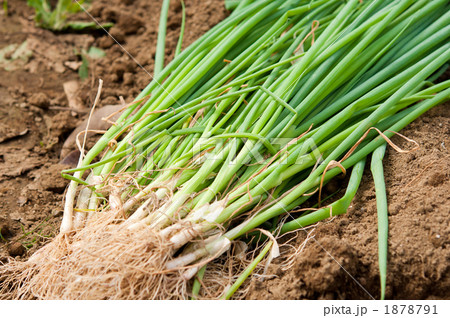 採りたてのアサツキ 1878791