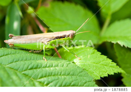 葉の上のコバネイナゴ 1878885