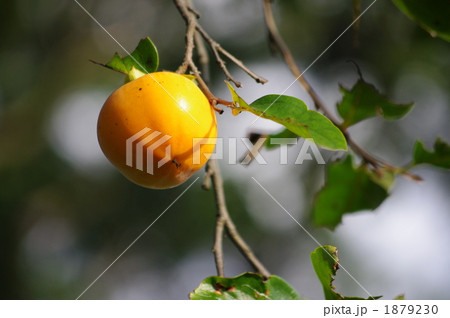 柿の成熟 柿の成熟 1879230