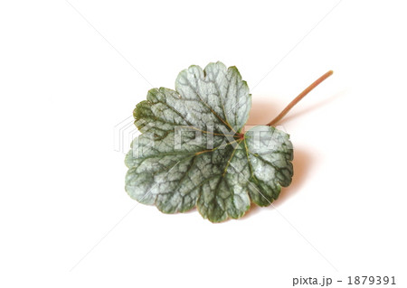 ヒューケラの葉 1879391