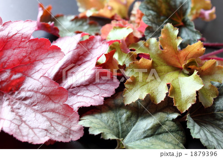 ヒューケラ 1879396