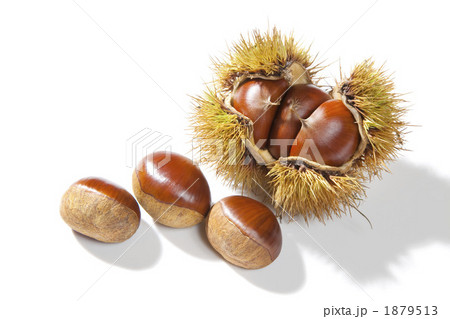 収穫した毬栗 1879513