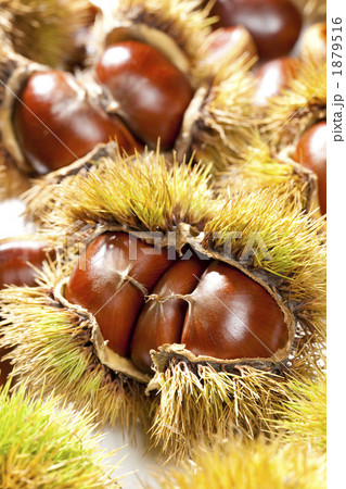 収穫した毬栗 1879516