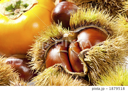 秋の味覚クリと柿 1879518