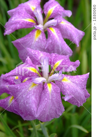 花菖蒲の花 花菖蒲の花 1880060