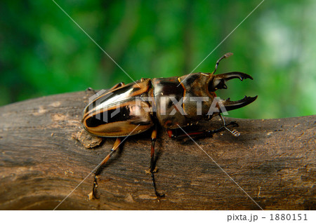 ゼブラノコギリクワガタ ゼブラノコギリクワガタ 1880151