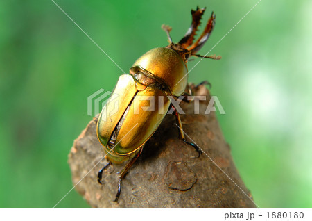 パプアキンイロクワガタ 1880180