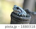 休息　アマガエル 1880318