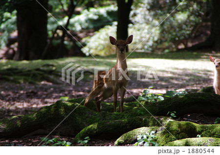 奈良公園 1880544