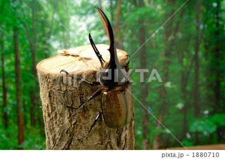 ヘラクレスオオカブト 1880710