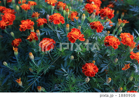 マリーゴールド 1880916