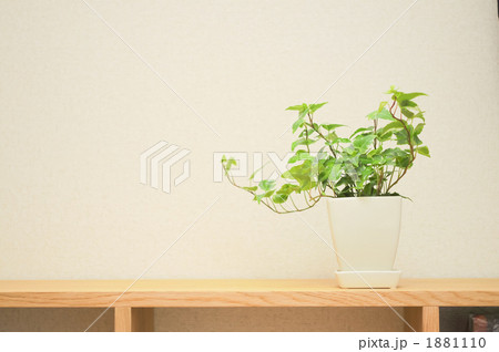 棚上の植物 1881110