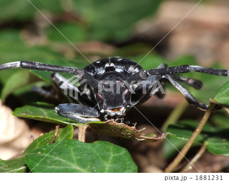 ゴマダラカミキリ ゴマダラカミキリ 1881231