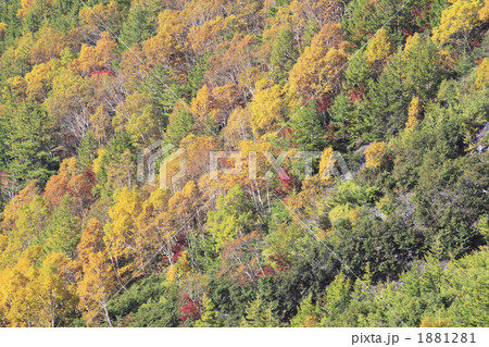富士山五合目付近の紅葉 1881281