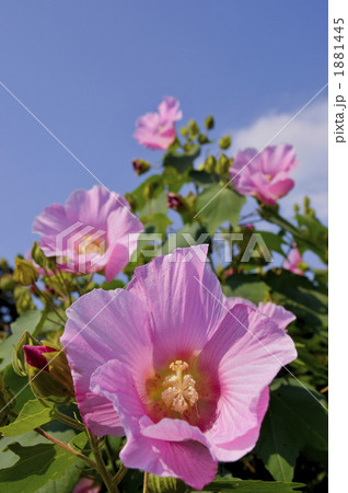 フヨウ２ 1881445