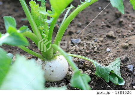 畑の蕪 畑の蕪 1881626