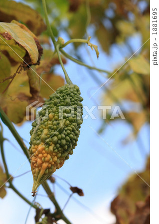 にがうり 1881695