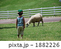牧場で羊を見る子供 1882226
