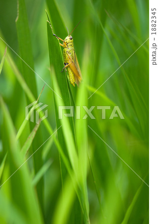イナゴ 1882345