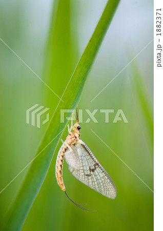 カゲロウ カゲロウ 1882371