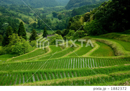 棚田 1882372