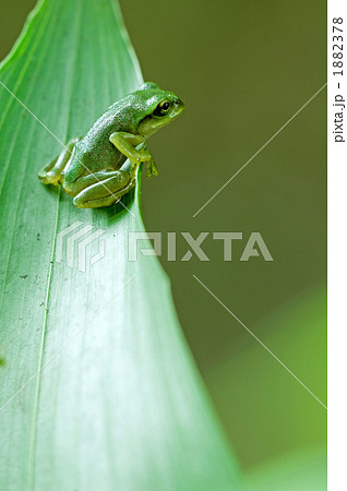子ガエル 1882378