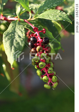 ヨウシュヤマゴボウ 1882418