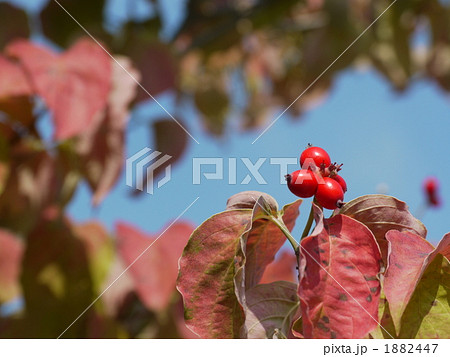 ハナミズキ 1882447