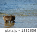海とニホンザル 1882636
