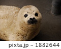 ゴマフアザラシの赤ちゃん 1882644