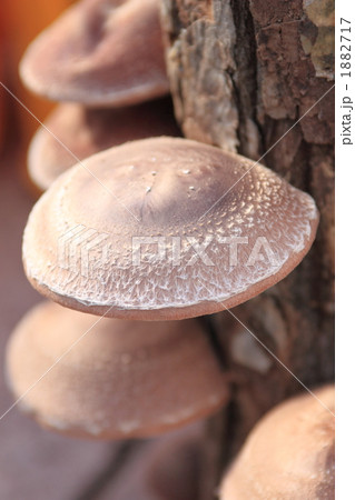 原木椎茸 1882717